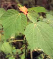 おきなわの薬草百科 おきなわの薬草百科 那覇出版 琉球薬草誌｜下地清吉著書｜全98