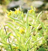 �n�n�R�O�T