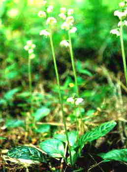 �C�`���N�\�E