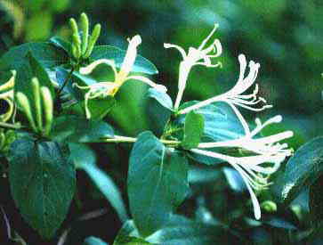 �X�C�J�Y��